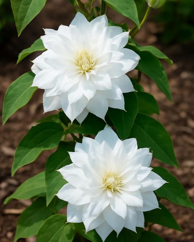 Perennial Farm Clematis 'Duchess of Edinburgh' Hybrid – Live Clematis Vine in 4 Quart Container, Elegant Double White Blooms, Long Blooming, Ideal for Trellises, Arbors & Classic Garden Displays