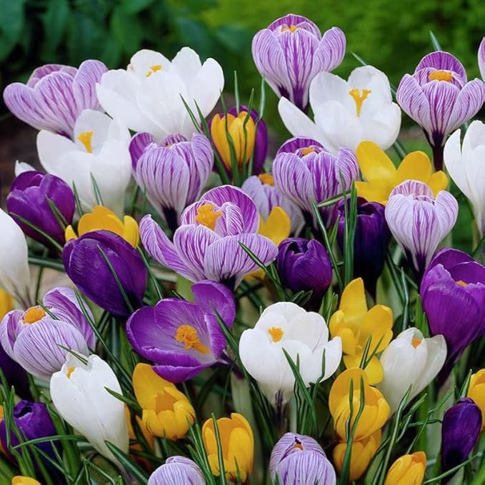 Complete Spring Flower Bulb Garden - 50 Bulbs for 50 Days of Continuous Blooms (Spring Color from March Through June) - Easy to Grow Fall Planting Bulbs by Willard & May