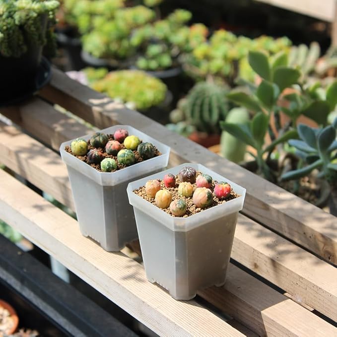 BangQiao 60 Pack Small 2.70 Inch Plastic Square Nursery Pot, Plant Starting and Transplant Planter Container with Drainage Hole for Seed Germination, Clear