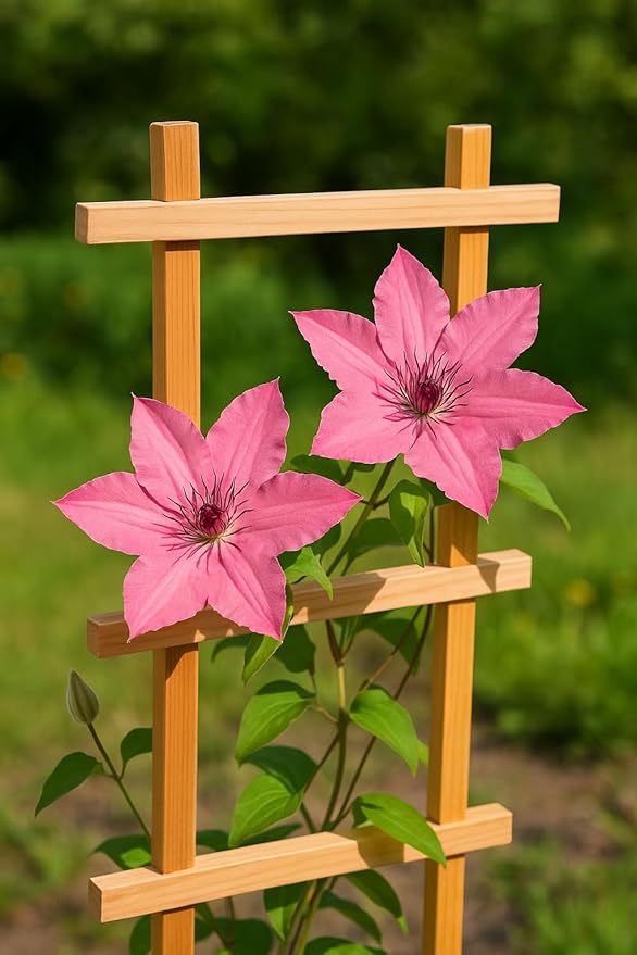 Perennial Farm Clematis Boulevard® Sarah Elizabeth™ Hybrid – Live Flowering Vine in 4 Quart Container, Soft Pink Blooms, Compact Habit, Long Blooming, Perfect for Trellises, Containers & Small Spaces