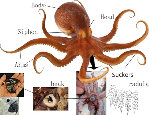 Resin-Encased Octopus Specimen: Authentic Taxidermy for Science Education, Classroom Display & Collectors - Ideal Gift for Biology Enthusiasts, Oddities Collectors & Skull Art Aficionados