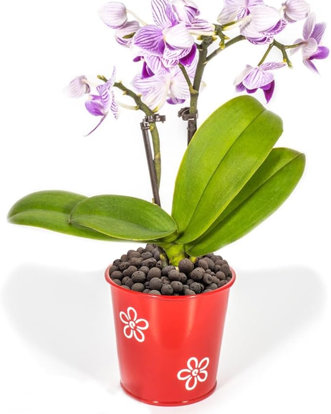 Clay Pebbles for Plants, 8mm-12mm Expanded LECA Balls Plant Garden Soil, Hydroponic, Aquaponics, Natural Leca Balls for Soil Root Development, Orchid Potting Mix, 5lb