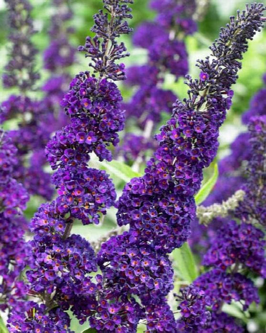 TriStar Plants - Butterfly Bush Black Knight, 1 Gallon Trade Pot - 1'ft Tall - Established Potted Plant, Buddleja - Fast Growing, Attracts Pollinators, Deer Resistant Flowering Shrub