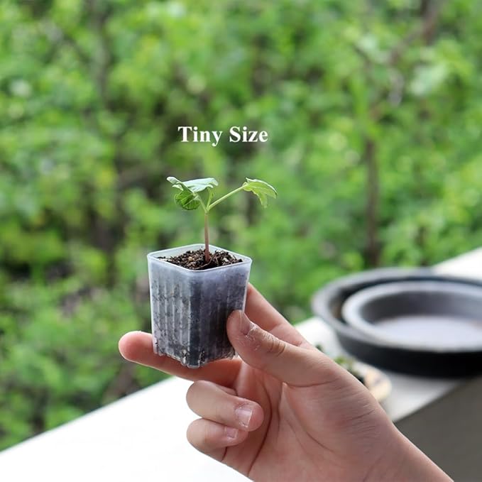 BangQiao 300 Pack 1.55 Inch Tiny Clear Plastic Square Nursery and Seedling Pot, Mini Transplant Seed Starter Planter with Drain Hole for Germination, Herb, Succulent