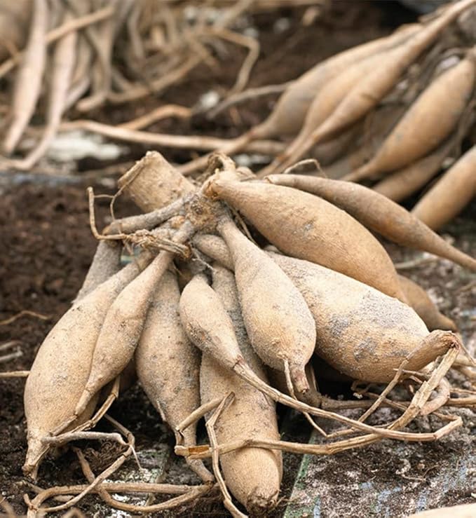 Garden Wonder Dahlia Bulbs - Stunning Dahlia Blooms, Large Flowering Dahlia Bulbs | Perennial Flower, Prefect for Cut, Easy to Grow, Attracts pollinators (1 Pack)