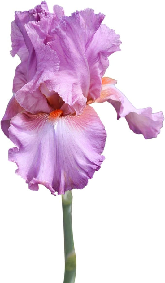 Easy to Grow Bearded Iris Persian Berry - 9 Plant Bulbs Rhizomes, Purple Flowers in Spring to Fall, Full Sun Low Maintenance