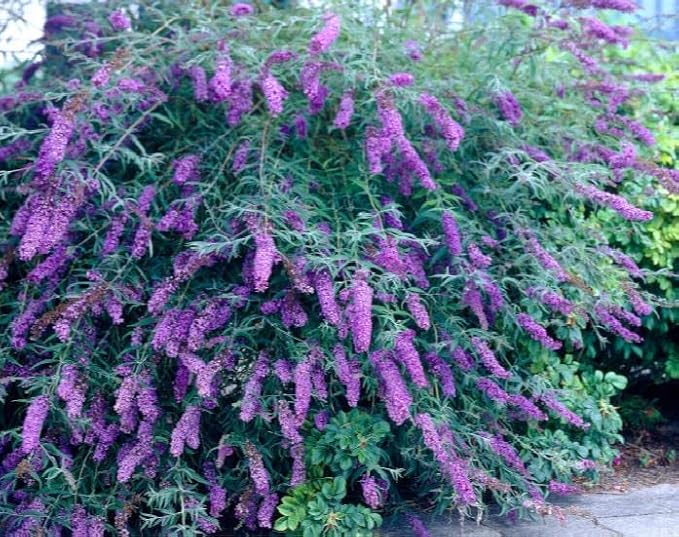 TriStar Plants - Butterfly Bush Black Knight, 1 Gallon Trade Pot - 1'ft Tall - Established Potted Plant, Buddleja - Fast Growing, Attracts Pollinators, Deer Resistant Flowering Shrub