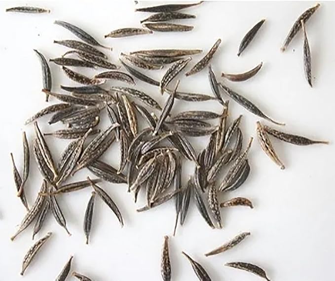 1000 Cosmos Tall Sensation Seeds - Long Blooming Period in All Zones 4-5' Tall