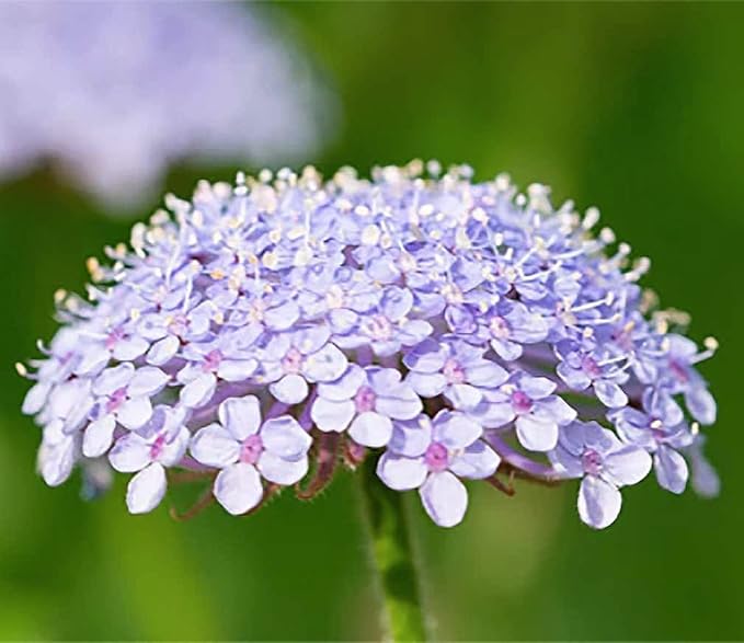 Blue Lace Flower Seeds - 200 Seeds - Didiscus Caeruleus - Similar Annual to Queen Anne's Lace - Ammi Majus