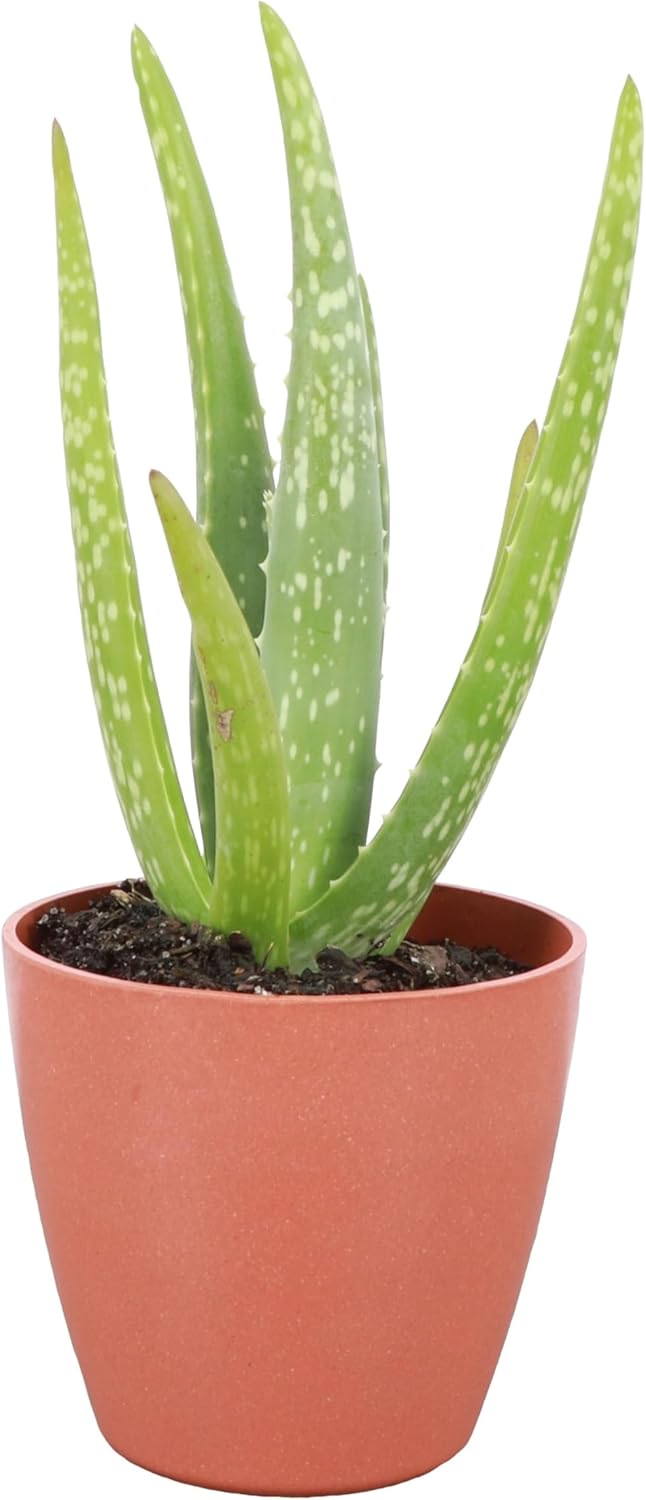 Thorsen's Greenhouse Aloe Vera, Live Indoor Plant, Aloe barbadensis, Easy to Grow, Succulent, Natural Air Purifier, 4" Diameter Pot (Terra Cotta)