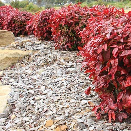Nandina Gulf Stream - Nandina domestica. Compact Heavenly Bamboo | Year-Round Color | Low Maintenance Shrub | Drought Tolerant | Live Plant (2 Nandina Gulf Stream Bags)