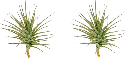 Air Plants - Flowering Tillandsia Lilla Lilac, Large 5" - 3ct - Live Arrival Guaranteed - House Plants for Home Decor & Gift