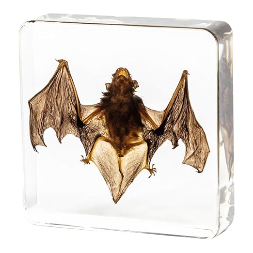 Real Bat Specimens, Resin Animal Specimens, Animal Skulls, Quirks, Biology, for Animal Specimen Enthusiasts, Science Classroom Science Education (Bat 3 x 3 x 1 inch)