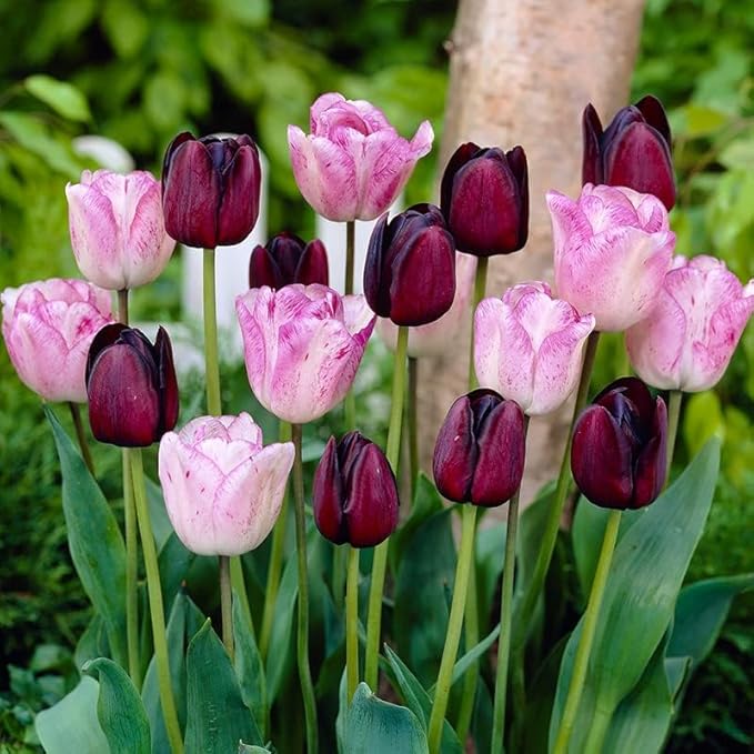 100 Tulip Mix Flower Bulb Box with Easy Carry Handle - Purple, Pink and White Mixed Colors - Weeks of Easy to Grow Flowers - Plant in Gardens, Containers & Flowerbeds - Planting Instructions Included