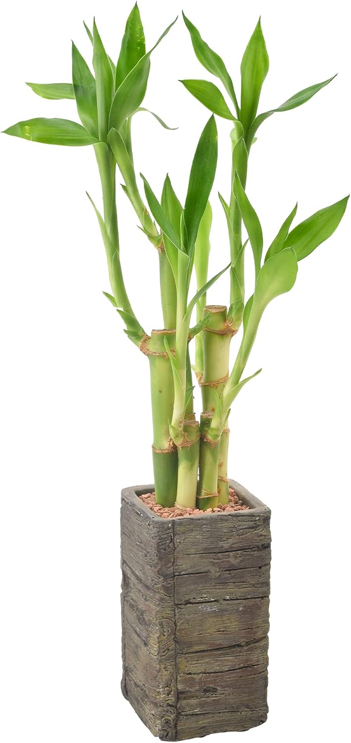 LV25 5-Stem Lucky Bamboo, Live Indoor Plant in Aged Wood Planter for Home, Work, or Gift, Dark ***Cannot Ship to Hawaii**