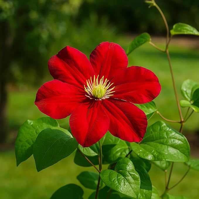 Perennial Farm Clematis Charmaine (Regal® Series) Hybrid – Live Clematis Vine in 4 Quart Container, Large Double Red Blooms, Compact Climber, Long Blooming, Ideal for Trellises, Arbors & Containers