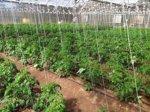 growbiggerplants RollerHook Tomato and Vine Crop Trellis (25 Pack) - EBook Included