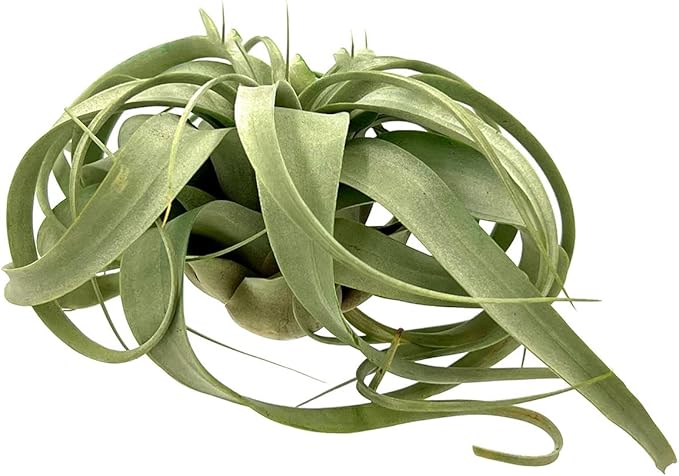 Air Plants - Tillandsia Xerographica, Large 5-7” - 3ct - Live Arrival Gauranteed - House Plants for Home Decor & Gift