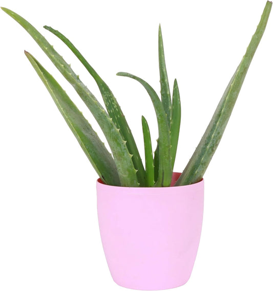 Thorsen's Greenhouse Aloe Vera, Live Indoor Plant, Aloe barbadensis, Easy to Grow, Succulent, Natural Air Purifier, 4" Diameter Pot (Blush)