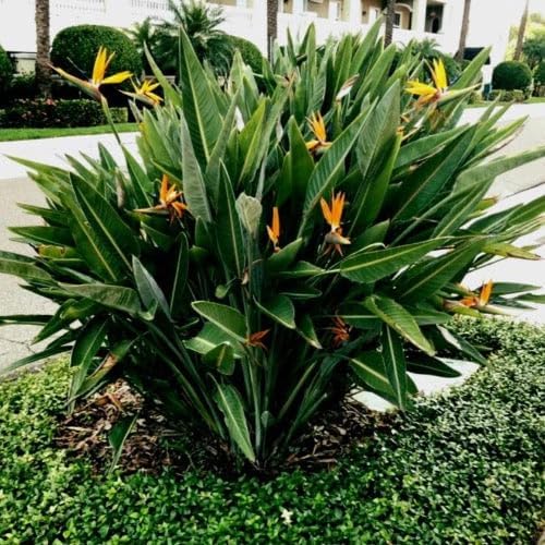 Bird of Paradise - Orange - Strelitzia Reginae. (4 Orange BoP in Sac)
