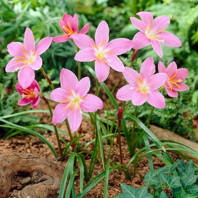 Zephyranthes Robustus Bulbs - Long Lasting Blooms, Perennial Rain Lily Bulk & Wholesale Bulbs for Planting | Easy to Grow and Low Maintenance (100 Pack)