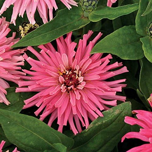 Park Seed Zinnia Flower Planting Seeds, Easy to Grow, Perfect for Spring Garden, Pinca, Pack of 50