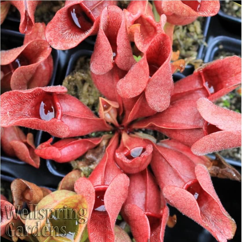 Live Carnivorous Pitcher Plant - Sarracenia - Wellspring Gardens Starter Plant (Purpurea venosa)