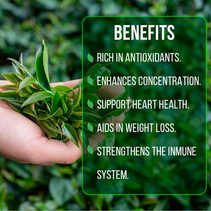 Camelia Tea Plant (4 Pack) | Real Live Plant for Sale | Perfect for Tea Lovers | Hardy and Easy to Grow for Planting | Grow Organic Tea Leaves at Home | Great for Indoor or Outdoor Gardens