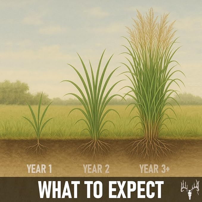 BigAzz Switchgrass Seed, Bulk RC Big Rock Variety, Extra Tall Drought-Tolerant Native Perennial Grass for Deer Habitat, Bedding Areas, Green Screens & Food Plots (1 Pound)