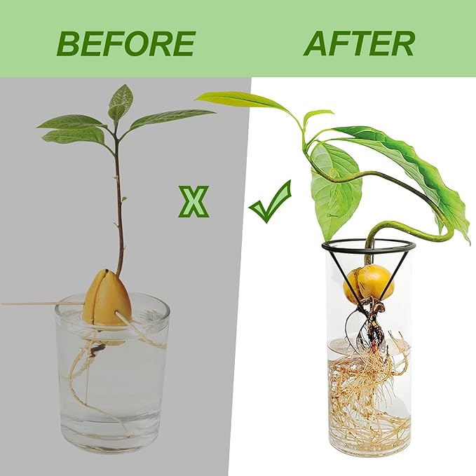 Avocado Seeds - Avocado Seed Starter Vase Rack for Mason Jar of Wide-Mouth 4Pcs, Avocado Seed Holder Triangular Metal Bracket for Family Friends and Gardening Enthusiasts (4 Pcs Vase Rack)