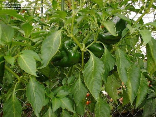 Clovers Garden Poblano Chili Pepper Plants-Two (2) Live Plants – Non-GMO - Not Seeds – Each 4"-8" Tall in 4 Inch Pots - Mild-Heat, 1500 SHU, Great for Drying
