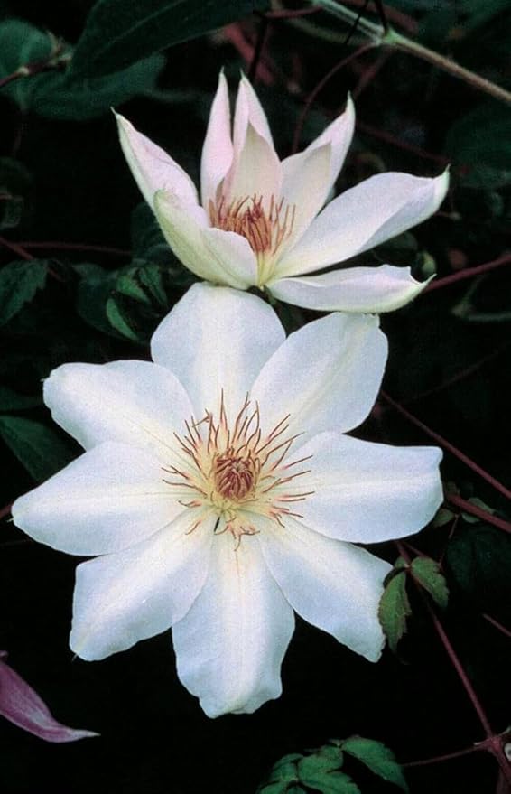 Perennial Farm Clematis 'Henryii' Hybrid – Live Flowering Vine in 4 Quart Container, Large Pure White Blooms with Creamy Centers, Long Blooming, Ideal for Trellises, Arbors & Classic Garden Displays