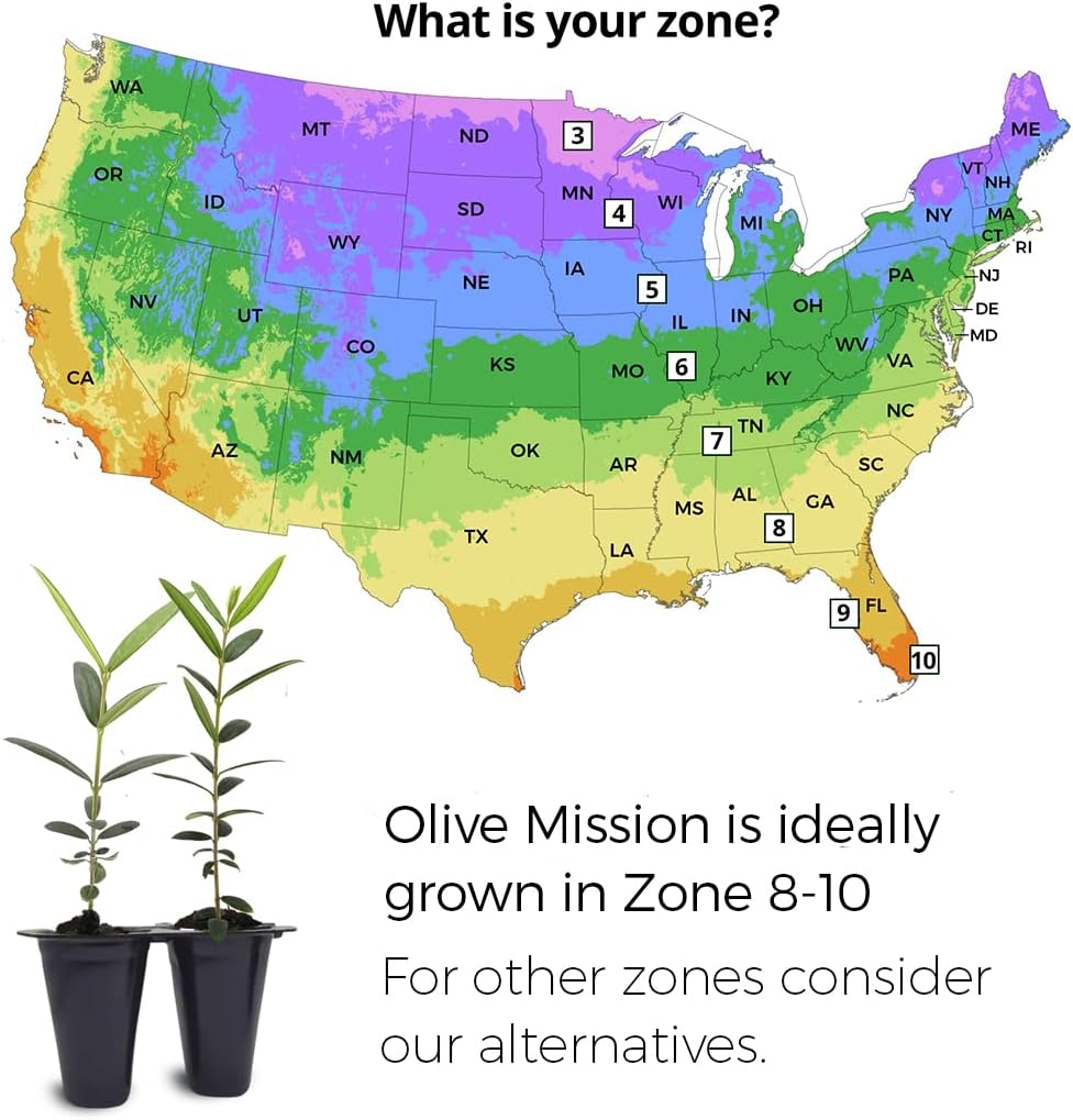 Olive Tree Mission (4 Pack) Real Olea Europaea | Easy to Grow Plants | Great Gift for Celebrations | Grow Your own Food on Your Edible Organic Garden| Edible Fruit Plant Live for Planting|