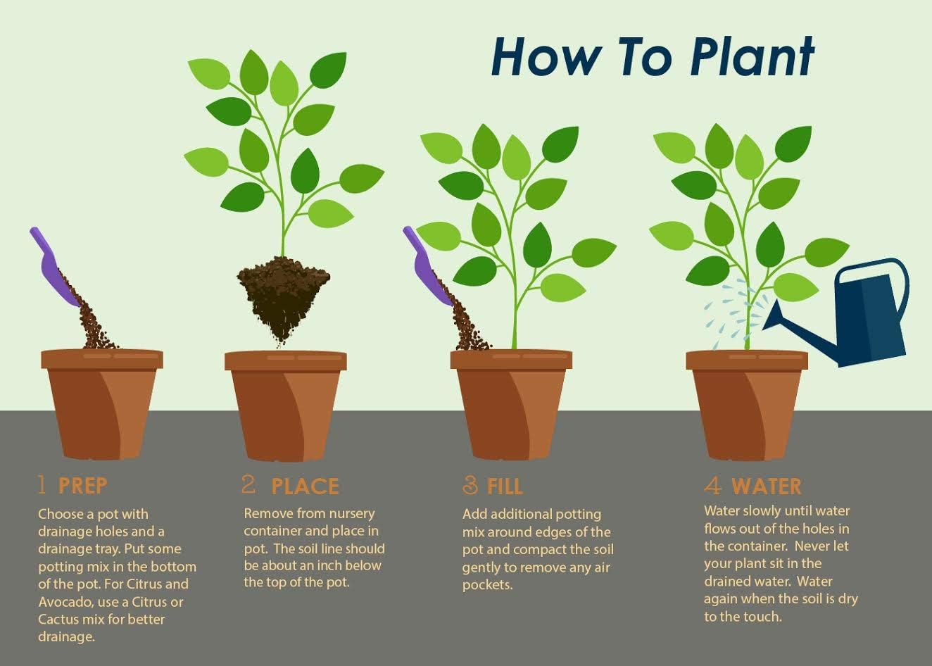Brighter Blooms - Owari Satsuma Mandarin Tree, 2-3 ft, No Shipping to AL, AZ, CA, FL, GA, LA, OR, TX