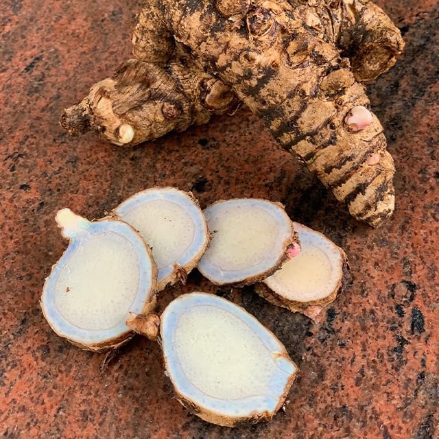 Green Turmeric Live Plant - (Curcuma aeruginosa) - Rare Medicinal Herb, Vibrant Pink Flowers, Ideal for Tropical Gardens (2 Green Turmeric Cups)