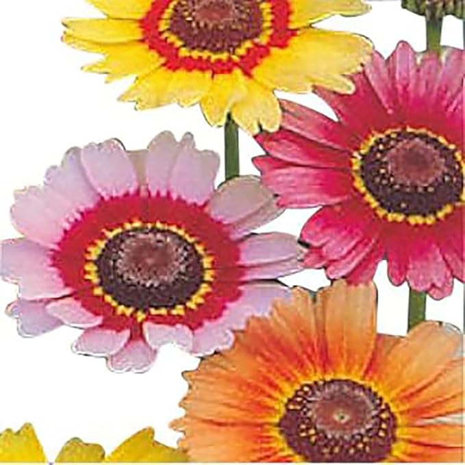 1000 Rainbow Painted Daisy Seeds - Wonderful Cut Flower