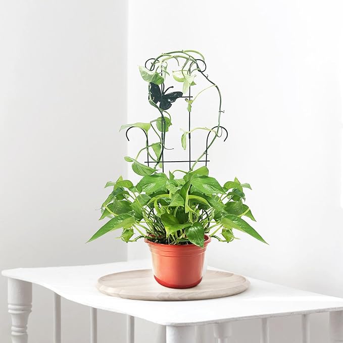 23 Inch Plant Trellis for Potted Plants, Sturdy Metal Houseplant Trellis for Climbing Plants Indoor Outdoor, Rust-Resistant Plant Support for Monstera Pothos Ivy, 2 Pack