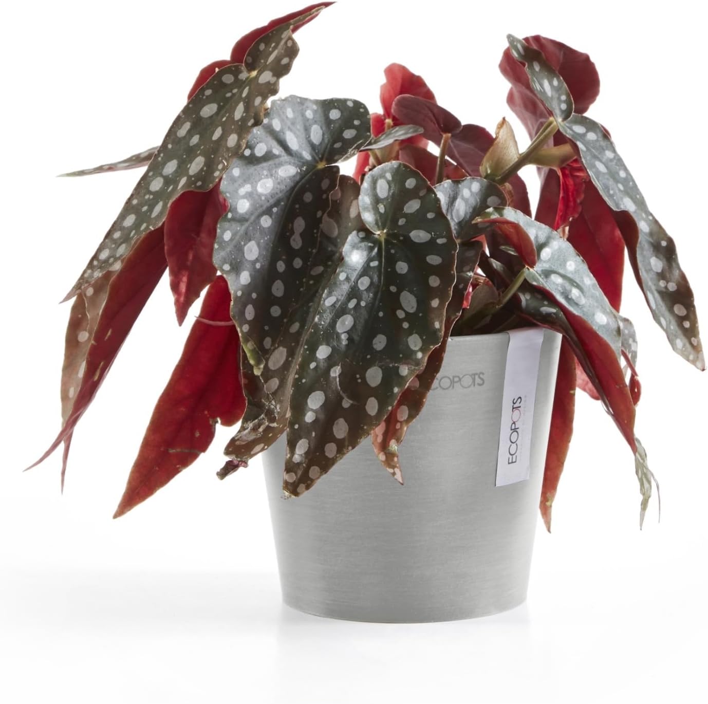 Ecopots Amsterdam Mini Durable Modern Round Recycled-Based Composite Flower Pot Planter, White Grey, 5"