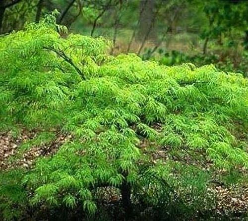 Waterfall Green Weeping Laceleaf Japanese Maple - Live Plant - Trade Gallon Pot