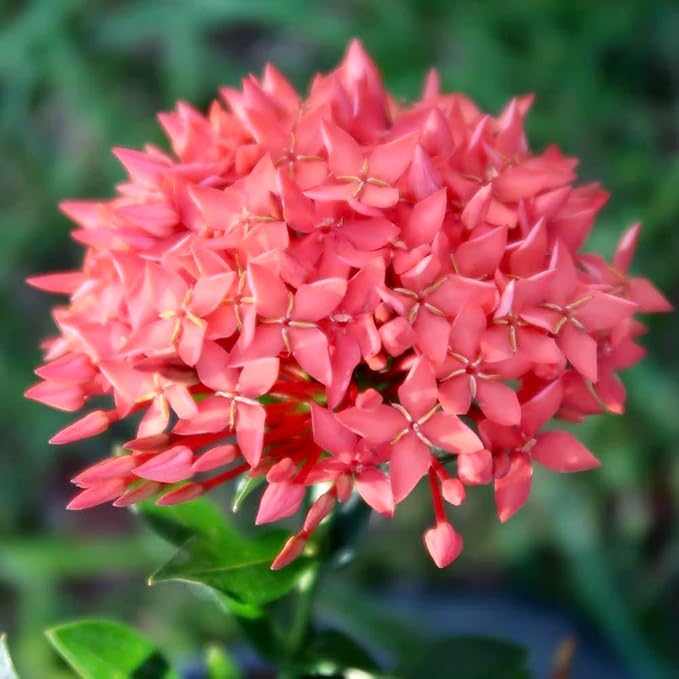Premium Ixora Plant Potting Mix - Crafted for Vibrant Growth and Profusion of Blossoms - 1 Quart