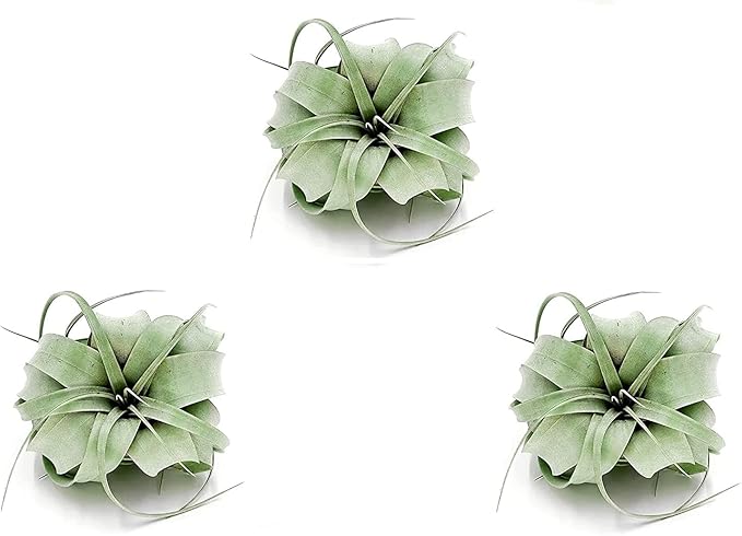 Air Plants - Tillandsia Xerographica, Regular 3-5” - 3ct - Live Arrival Gauranteed - House Plants for Home Decor & Gift