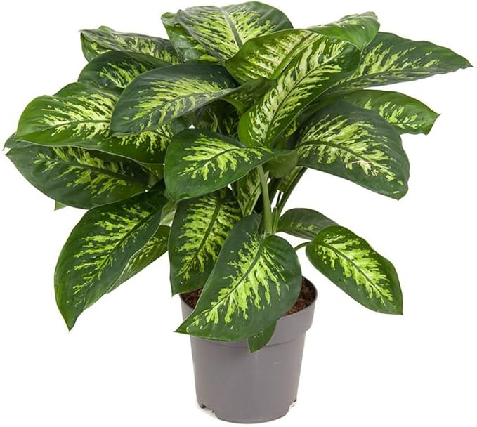 Premium Dumb Cane Potting Soil Mix - Ideal Blend for Growing Robust and Healthy Dumb Cane Plants - 10 Quart