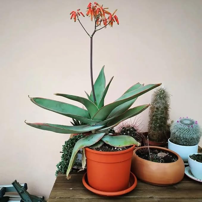 Coral Aloe Plants (Aloe striata) - Live Succulent with Striking Pink Edges and Smooth, Flat Leaves for Indoor/Outdoor Gardening (4 Coral Aloe sacs)