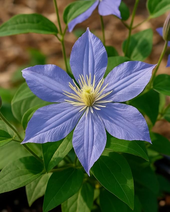 Perennial Farm Clematis 'Arabella' Hybrid – Live Flowering Vine in 4 Quart Container, Violet-Blue Bell-Shaped Blooms, Long Blooming, Non-Clinging Climber, Ideal for Trellises, Arches & Containers