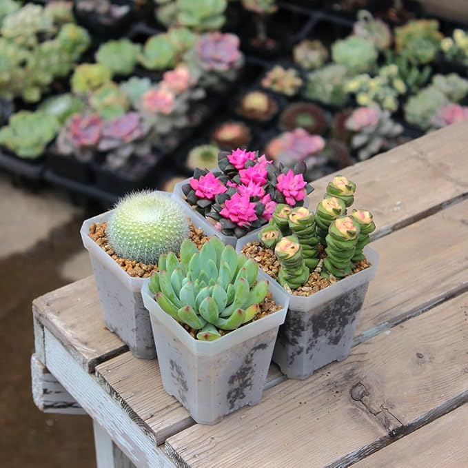 BangQiao 120 Pack Small 2.70 Inch Clear Plastic Square Nursery and Seedling Pot Container, Seed Starting Transplant Planter with Drain Hole for Germination