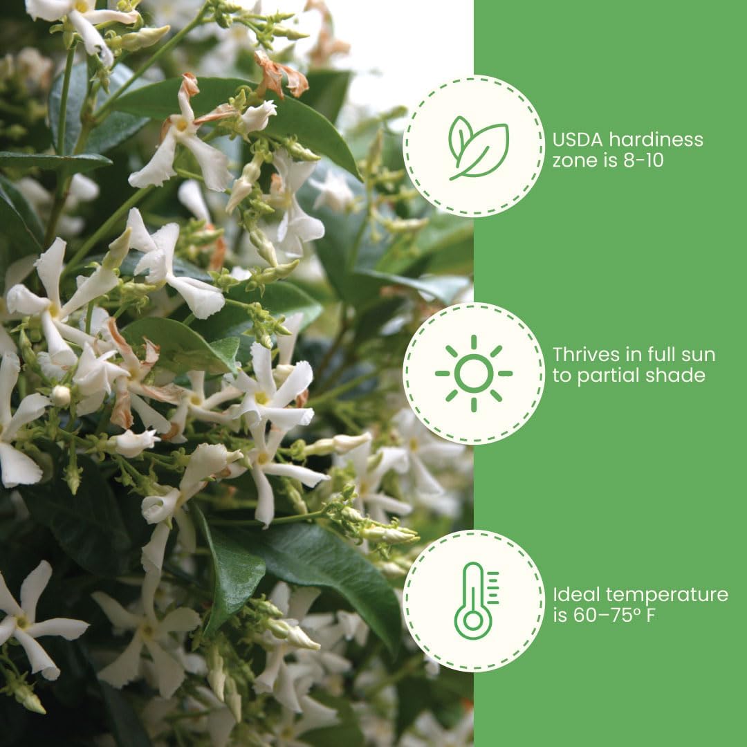 American Plant Exchange Variegated Confederate Jasmine – 6-Inch Pot – Live Fragrant Flowering Vine with Green and White Foliage for Hanging Baskets, Trellises, Patios & Outdoor Décor