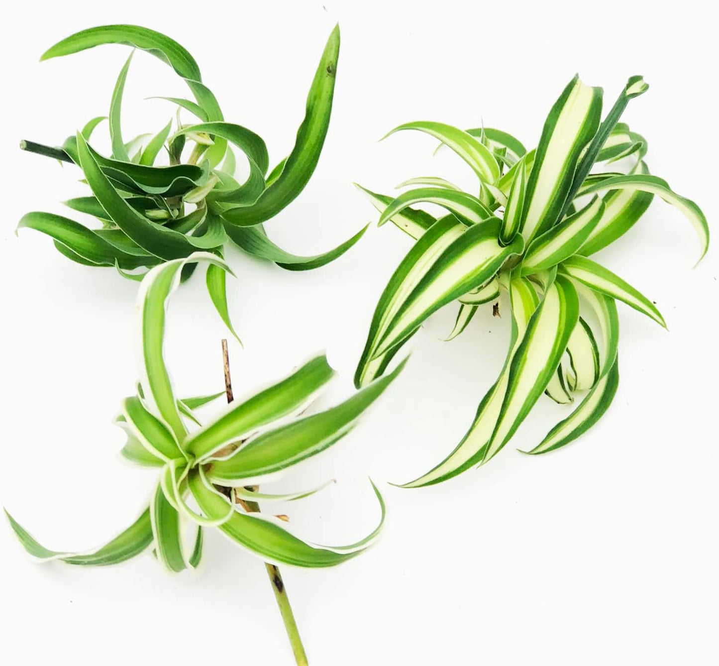 Smoke Camp Crafts - Organic -Spider Plant Trio