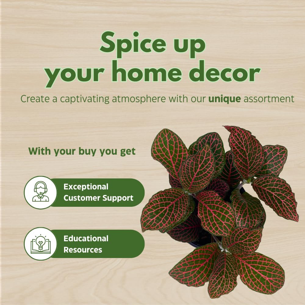 BubbleBlooms Red Fittonia Albivenis Nerve Plant in a 4 inch Pot Silver Net Leaf, Mosaic Jewel Creeping Indoor Plant verschaffeltii