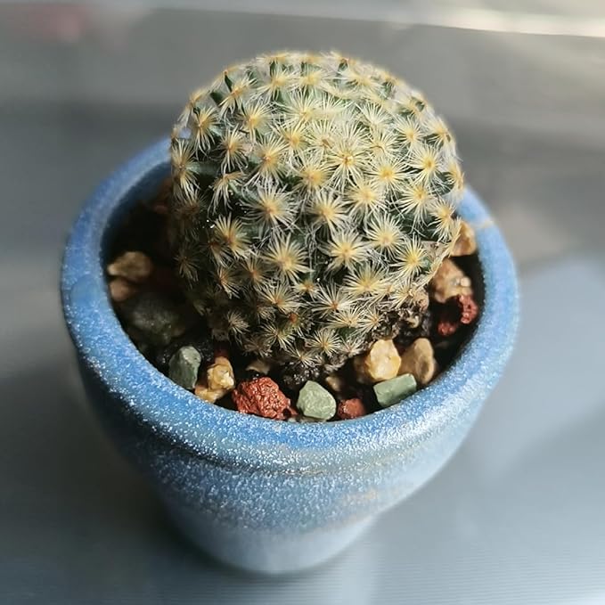 Succulent Cactus Soil Potting Mix Horticultural Lava Rocks Bonsai Soil for Indoor Plants Drainage Volcanic Rock for Terrarium Gardening Top Dressing 10lb