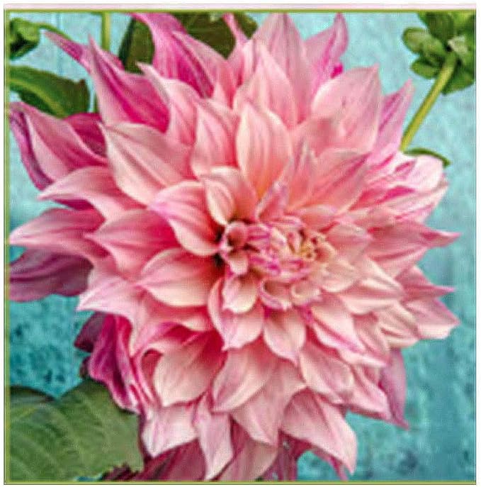 Café Au Lait Royal Dahlia - 5 Gallon Size Bare Root Tuber - Lavish Purple-Pink Blooms for Spring Planting 2025 - Large Tuber for Spectacular Gardens
